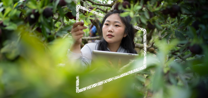 Chinese woman with a tablet in hand, surrounded by tree foliage. The person has their hand outstretched, touching the tree and studying a leaf.