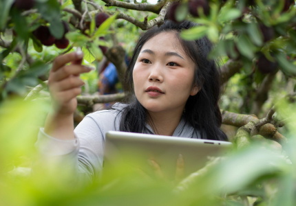 Chinese woman with a tablet in hand, surrounded by tree foliage. The person has their hand outstretched, touching the tree and studying a leaf.