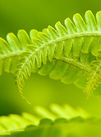 A green leaf